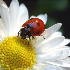 Схема вышивки «Коровка»