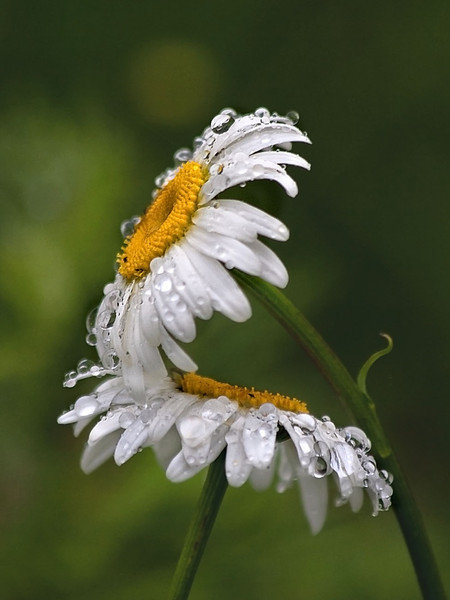 Ромашки - цветы, природа - оригинал