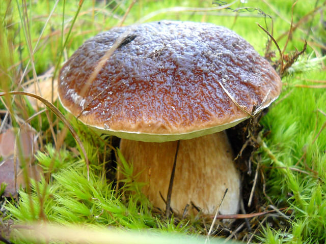 Боровичок - гриб, лес, трава - оригинал