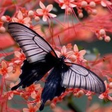 Схема вышивки «бабочка»