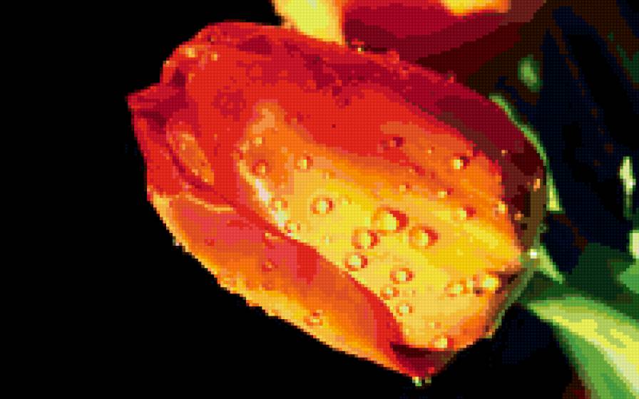 Тюльпаны в росе - тюльпан, цветок, гамма - предпросмотр