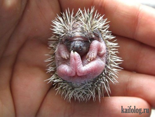 Ежик малютка - животное, еж - оригинал