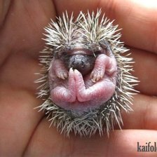 Схема вышивки «Ежик малютка»