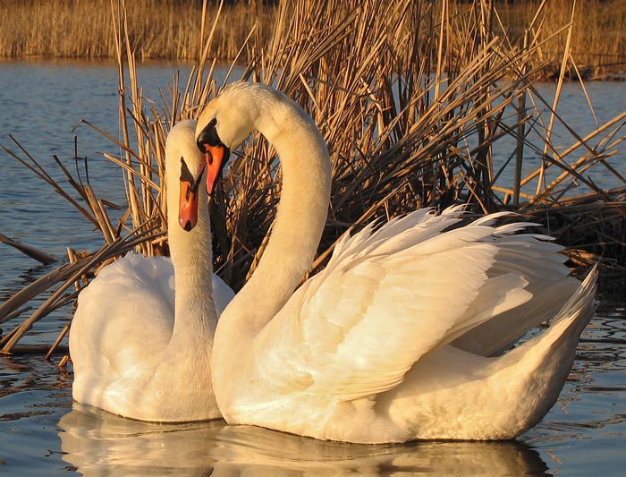 Пара лебедей - озеро, лебеди, птицы, природа - оригинал