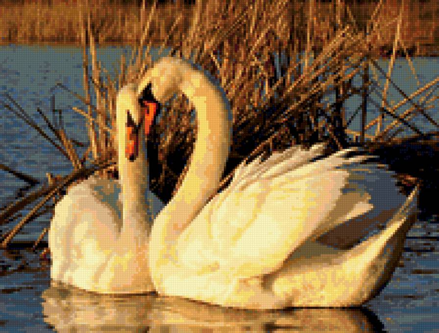 Пара лебедей - природа, лебеди, озеро, птицы - предпросмотр