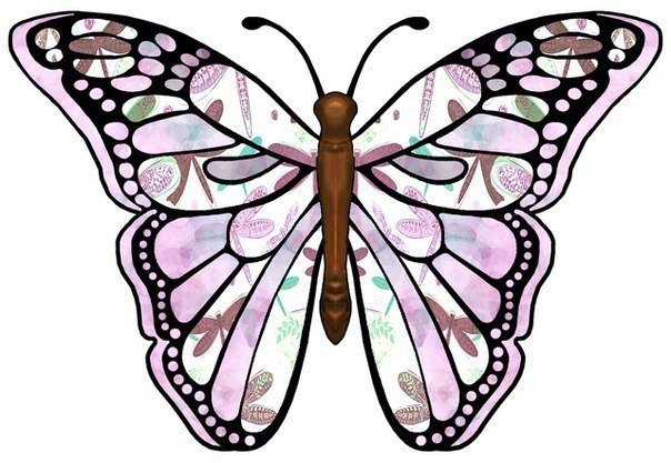 бабочка - красота, природа, насекомые, бабочка - оригинал