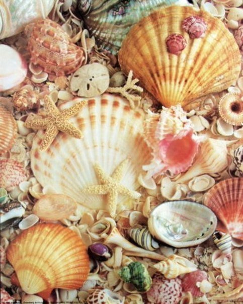 Ракушки - море, песок, ракушки - оригинал