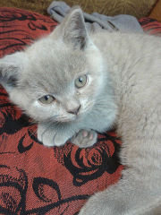 Ричуня - оригинал