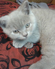 Схема вышивки «Ричуня»