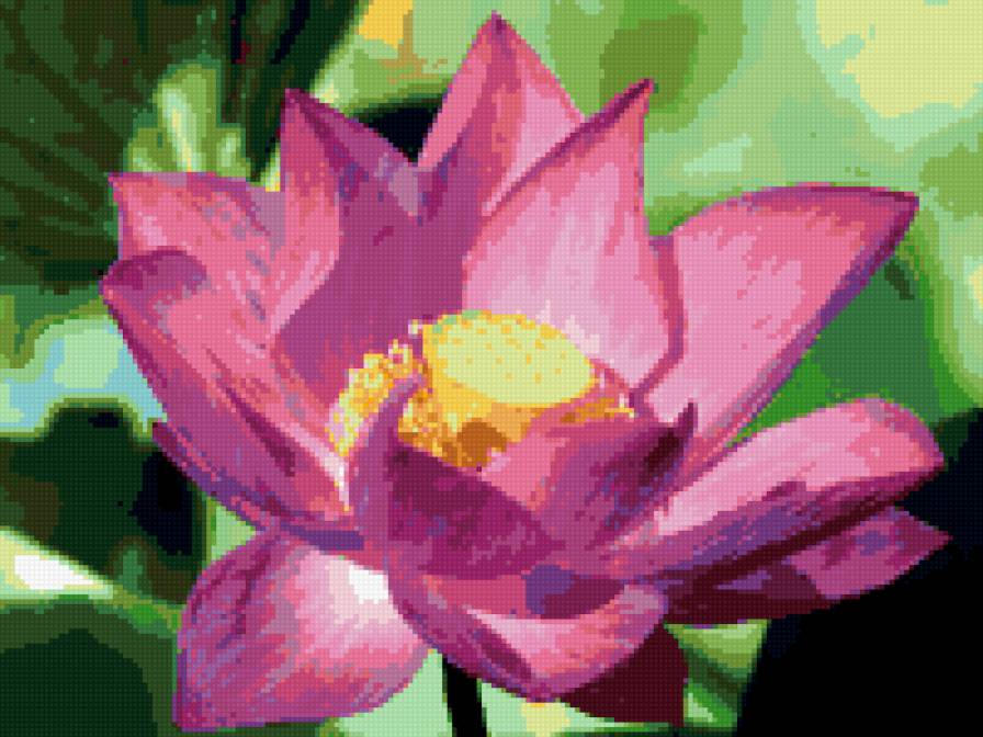 Розовый лотос - предпросмотр