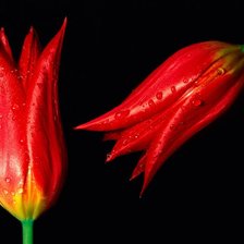 Схема вышивки «2 тюльпана»