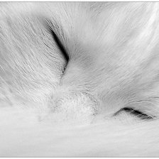 Схема вышивки «кошак 2»