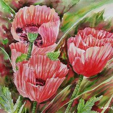 Схема вышивки «маки»