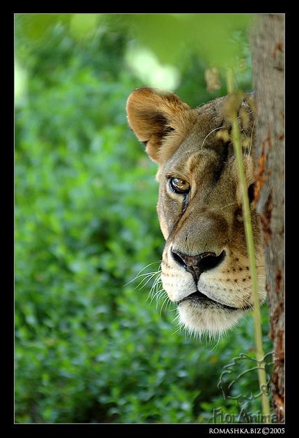 кошка дикая - кошки дикие, лев - оригинал