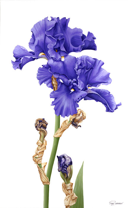 ирисы - цветы.ирисы - оригинал