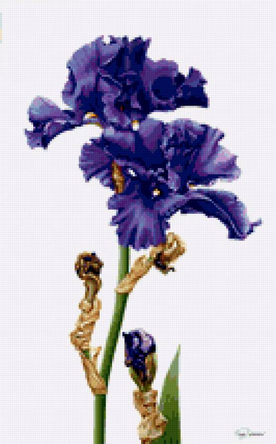 ирисы - цветы.ирисы - предпросмотр