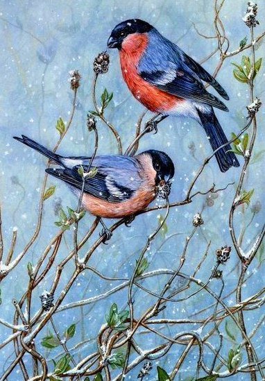 Снегири (Dick Twinney) - dick twinney, снегири, акварель, птицы, картина, животный мир - оригинал