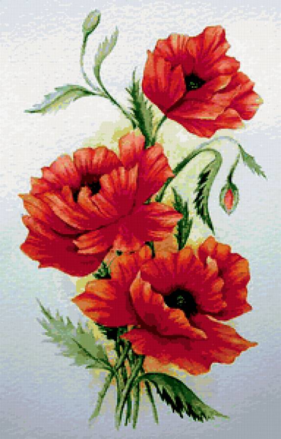 красные маки - предпросмотр