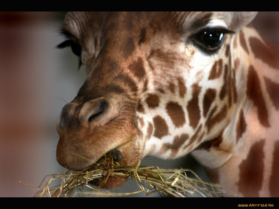 жираф - жираф - оригинал