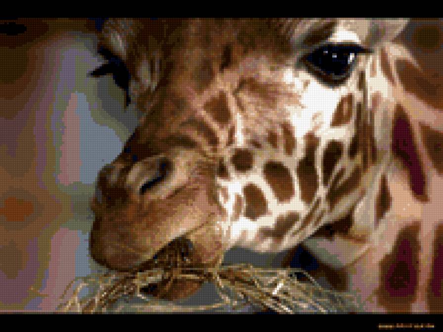 жираф - жираф - предпросмотр