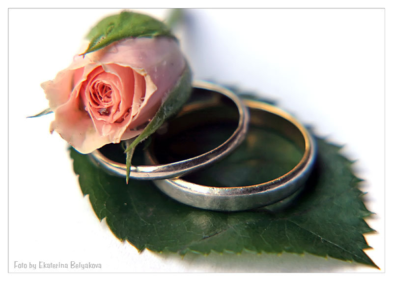свадьба - кольца, роза, свадьба - оригинал