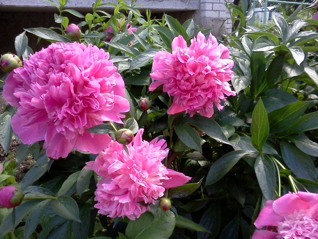 №385163 - оригинал