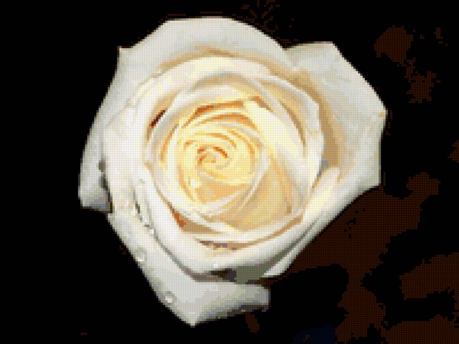 роза - капли, цветы, роза, на черном, цветок, розы - предпросмотр