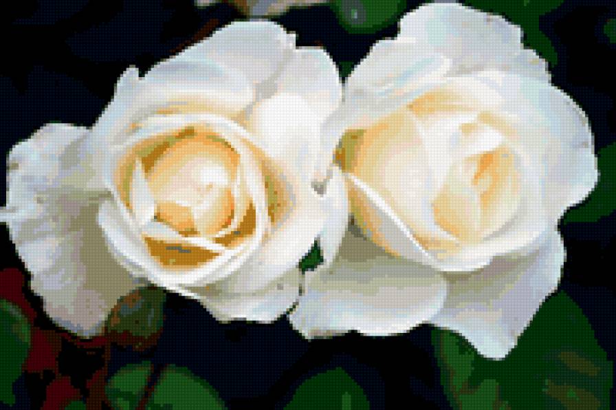 розы - на черном, розы, цветы - предпросмотр