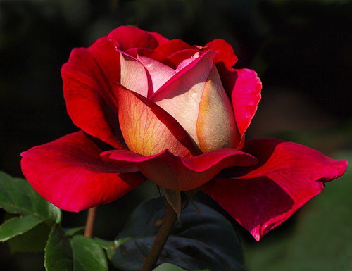 роза - на черном, цветы, роза, цветок, розы - оригинал