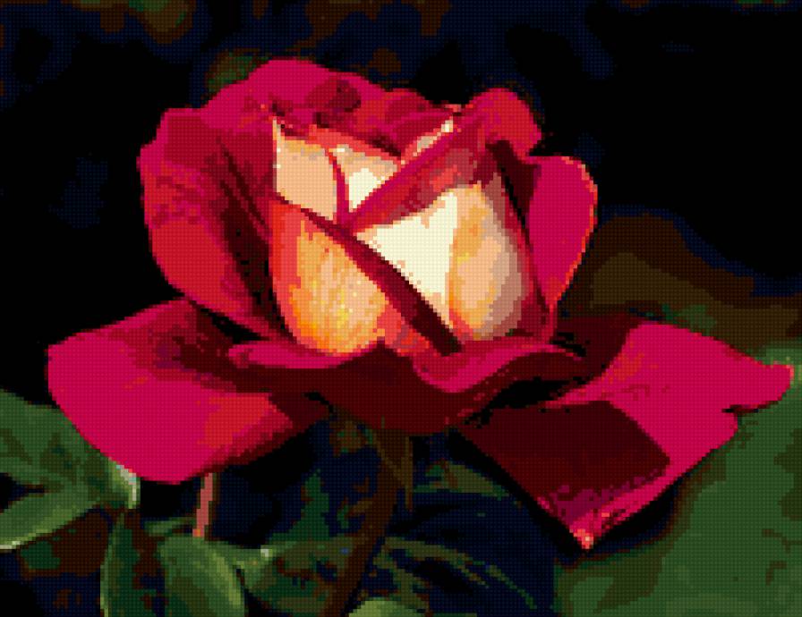 роза - на черном, роза, цветок, розы, цветы - предпросмотр