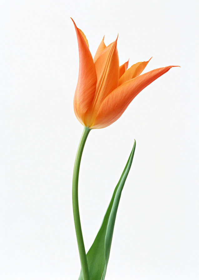 полевой тюльпан - оригинал