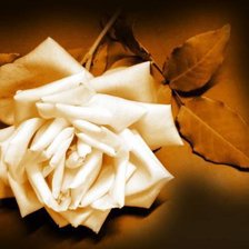 Схема вышивки «роза»