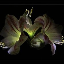 Схема вышивки «цветы»