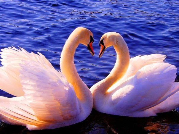 лебединаяч верность - лебеди пара - оригинал