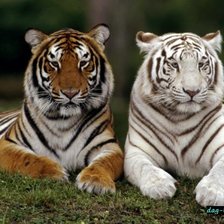 Схема вышивки «львы»