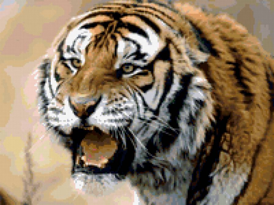 тигр - предпросмотр