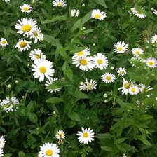 Схема вышивки «ромашки»