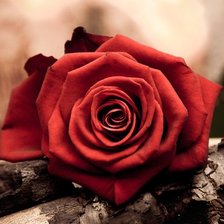 Схема вышивки «Роза»