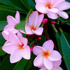 Схема вышивки «№386245»