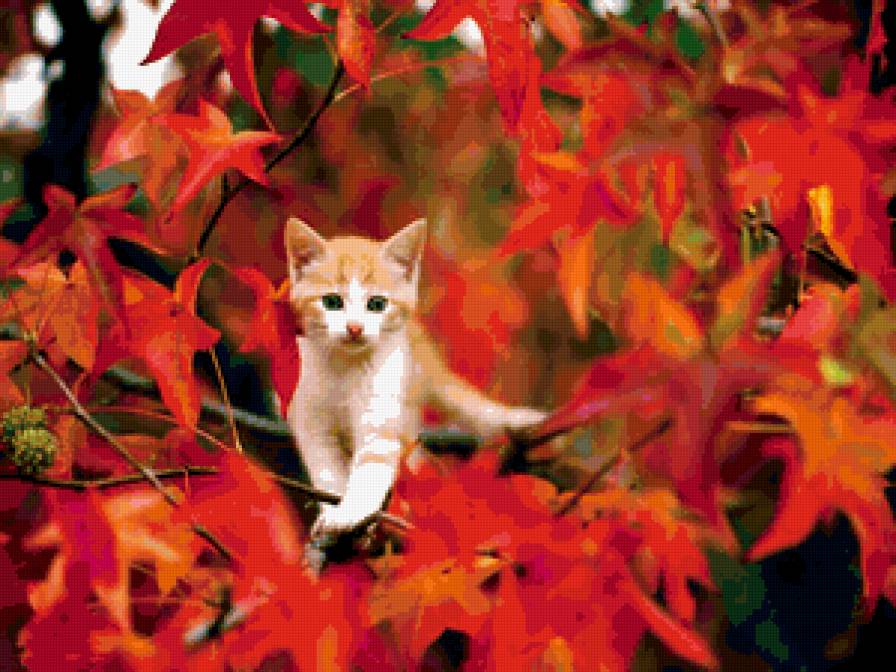 котенок - предпросмотр