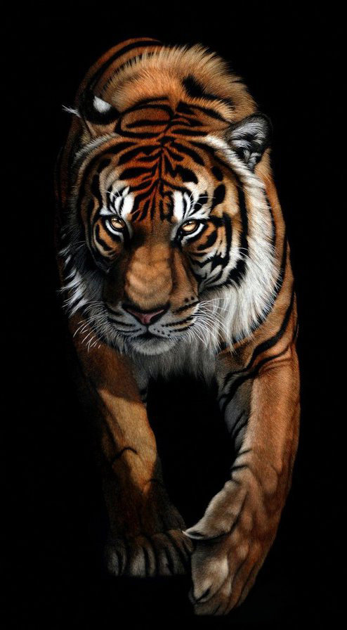 из темноты - хищник, живопись, взгляд, тигр - оригинал