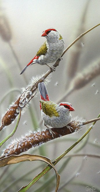 птицы. - оригинал