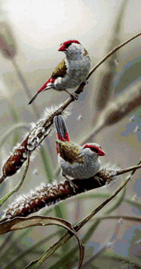 птицы. - предпросмотр