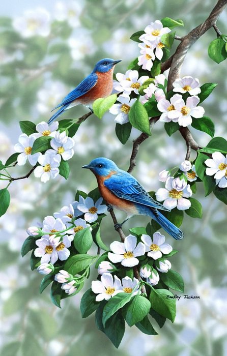 птички - оригинал