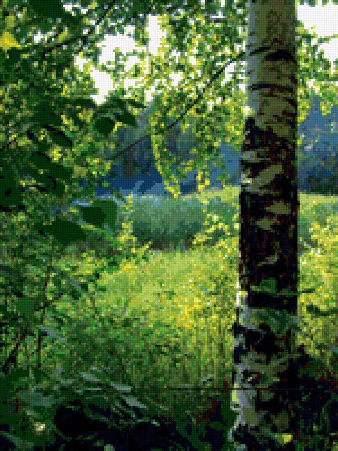 березка - природа, пейзаж - предпросмотр