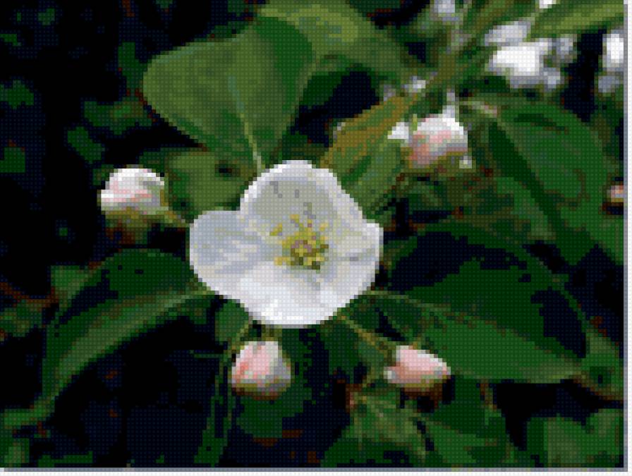 №386681 - яблоня, природа, цветы, весна - предпросмотр