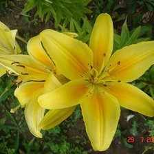 Схема вышивки «лилии»