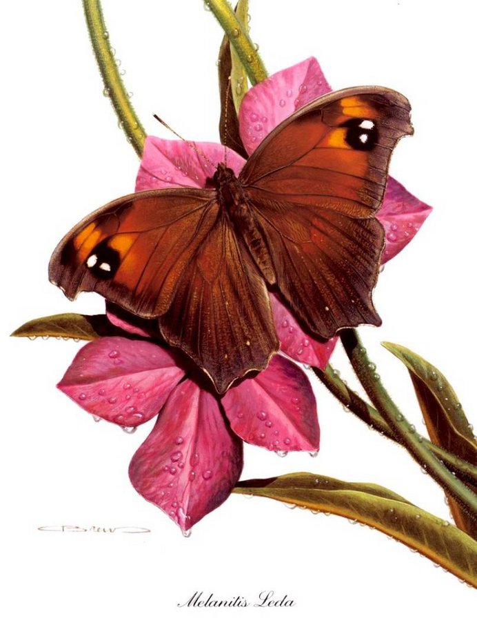 Бабочка - бабочка, цветок - оригинал