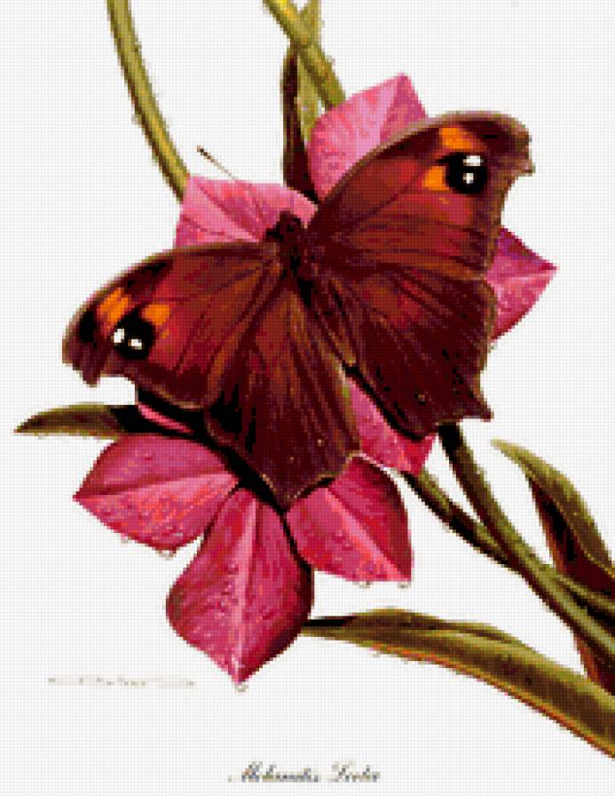 Бабочка - бабочка, цветок - предпросмотр