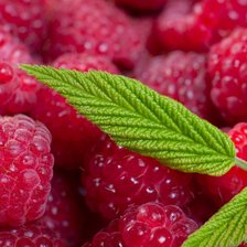 Схема вышивки «fhghh»